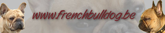 Klik hier voor de banner te downloaden van www.frenchbulldog.be